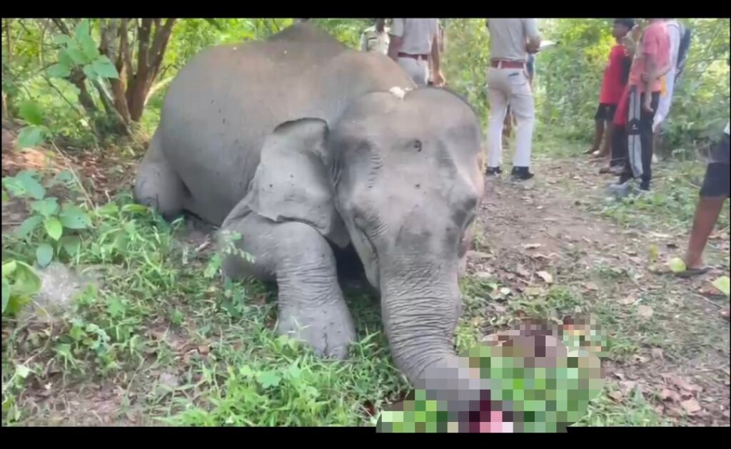 ডিমৰীয়াৰ টোপাতলী দিকচাক পাহাৰত চোৰাং চিকাৰীৰ গুলীত প্ৰাণ গ’ল বন্যহস্তীৰ