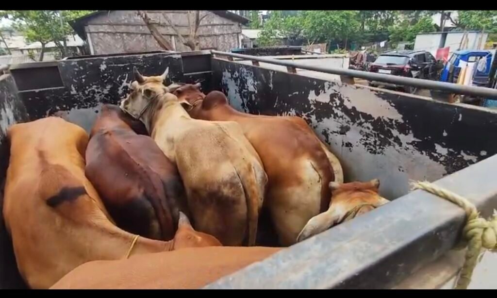 সোণাপুৰৰ টোল গেটত অবৈধ গোধন সৰবৰাহ কৰা বাহন জব্দ