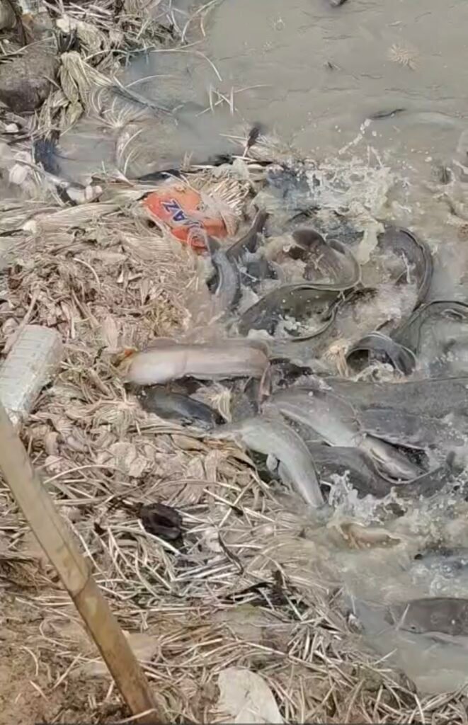 ক্ষেত্ৰীত বৃহৎ বৃহৎ পুখুৰীত অবৈধভাৱে পালন নিষিদ্ধ বিদেশী থাইলেণ্ড মাগুৰ মাছ   ;                                            ঐতিহাসিক জালিসৰা বিলৰ প্ৰতি ভাবুকি কঢ়িয়াই আনিব থাইলেণ্ড মাগুৰ মাছে